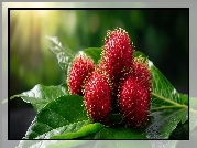 Rambutan, Czerwone, Owoce, Liście, Grafika AI