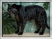 Czarny, Lampart, Zielone, Liście