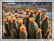Kaktusy, Pomarańczowe, Kwiaty