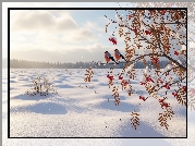 Zima, Dwa, Gile, Gałązki, Czerwone, Jarzębina, Owoce, Pole, Snieg