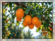 Pomarańcze, Gałąź, Liście, Grafika AI