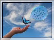 Niebieski, Motyl, Dłoń