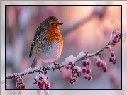 Rudzik, Ptak, Ośnieżona, Gałązka, Grafika AI