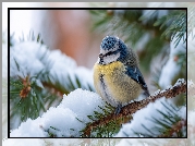 Sikora modraszka, Świerk, Śnieg, Grafika