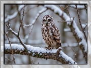 Sowa, Gałąź, Śnieg, Zima, Grafika AI