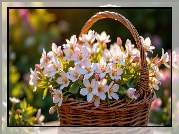 Różowe, Drobne, Kwiaty, Wiklinowy, Koszyk