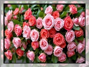 Kwiaty, Różowe, Czerwone, Róże, Listki