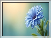Kwiat, Niebieska, Stokrotka afrykańska, Grafika