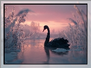 Czarny, Łabędź, Jezioro, Trawy, Grafika AI