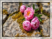 Różowe, Piwonie, Mech