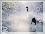 Żuraw mandżurski, Woda, Gałęzie, Zima, Roślinność