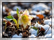 Kwiat, Żółty, Ciemiernik, Liście, Śnieg, Grafika AI