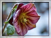 Kwiat, Rozkwitnięty, Ciemiernik, Liście, Grafika AI