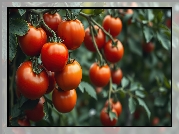 Pomidory, Gałązki, Grafika AI