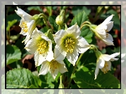 Kwiaty, Białe, Ciemierniki, Liście, Grafika AI