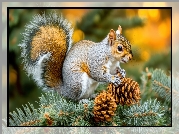 Wiewiórka, Gałązki, Szyszki