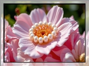 Różowy, Kwiat, Perły, Zbliżenie