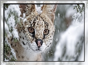 Serwal, Głowa, Zima, Grafika AI