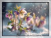 Różowe, Ciemierniki, Śnieg, Zima, Grafika AI