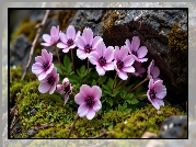 Różowe, Zawilce, Mech, Kamienie