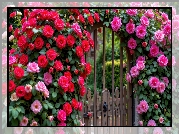 Ogród, Brama, Kwiaty, Pnące, Róże, Czerwone, Różowe, AI