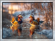 Kaczki, Mandarynki, Staw, Zima, Zarośla, Grafika ai