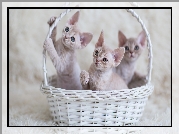 Koszyk, Trzy, Małe, Koty