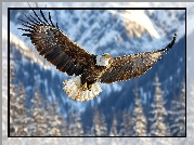 Fruwający, Ptak, Bielik amerykański, Rozpostarte, Skrzydła