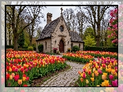 Wiosna, Kościół, Tulipany, Ścieżka, Drzewa