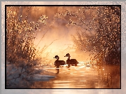 Dwa, Perkozy rdzawoszyje, Woda, Zarośla, Grafika AI, Roślinność