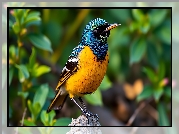 Ptak, Kolorowy, Żółto-niebieski, Grafika AI