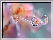 Kwiat, Krople, Odbicia, Grafika AI