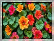 Czerwone, Pomarańczowe, Nasturcje, Liście