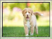 Szczeniak, Retriever z Nowej Szkocji, Trawa