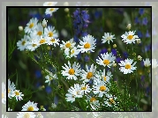 Białe, Kwiaty, Łąka, Rumianek pospolity