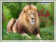 Leżący, Lew, Grzywa, Zielona, Trawa