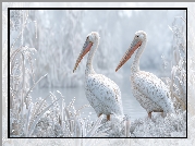 Dwa, Pelikany, Zarośla, Grafika AI