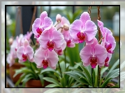 Storczyki, Różowe, Liście