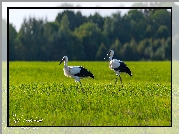 Dwa, Bociany, Łąka