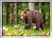 Idący, Niedźwiedź brunatny