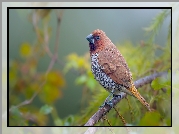 Ptak, Mniszka muszkatowa, Gałązka