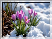 Fioletowe, Krokusy, Kwiaty, Śnieg, Grafika AI
