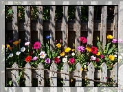 Dwa, Płoty, Kolorowe, Kwiaty