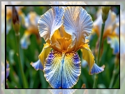 Żółto-niebieski, Kwiat, Irys, Zbliżenie