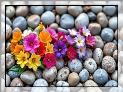 Kolorowe, Rozkwitnięte, Kwiaty, Kamienie