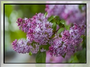 Ukwiecona, Gałązka, Bez, Lilak