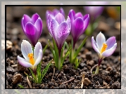 Kwiaty, Kolorowe, Krokusy, Listki, Grafika AI