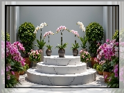 Podium, Kwiaty, Storczyki, Donice