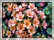 Różowe, Drobne, Kwiaty, Mięsiste, Listki