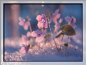 Różowe, Fiołki, Zima, Kwiaty, Grafika AI